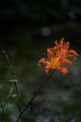 _DSC0261