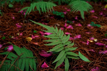 _DSC4683_Nik_DxO