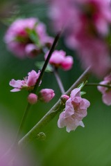 _DSC7786