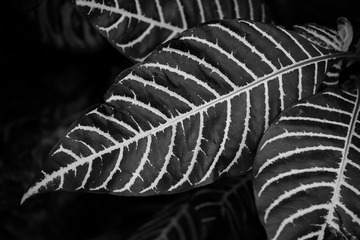 _P2M0445