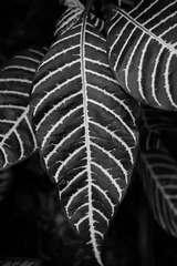 _P2M0444