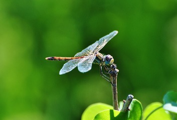 蜻蜓