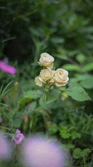 1BDFCE51-CC64-4746-9717-C1FCF9BDB166/L0/001
