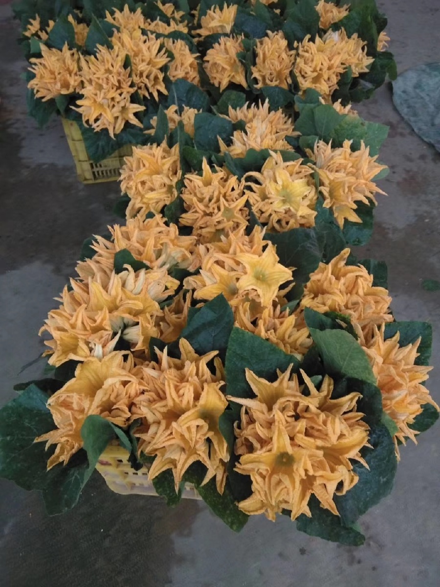 自家种的瓜花花大味道甜好吃不腻打汤吵着吃都行