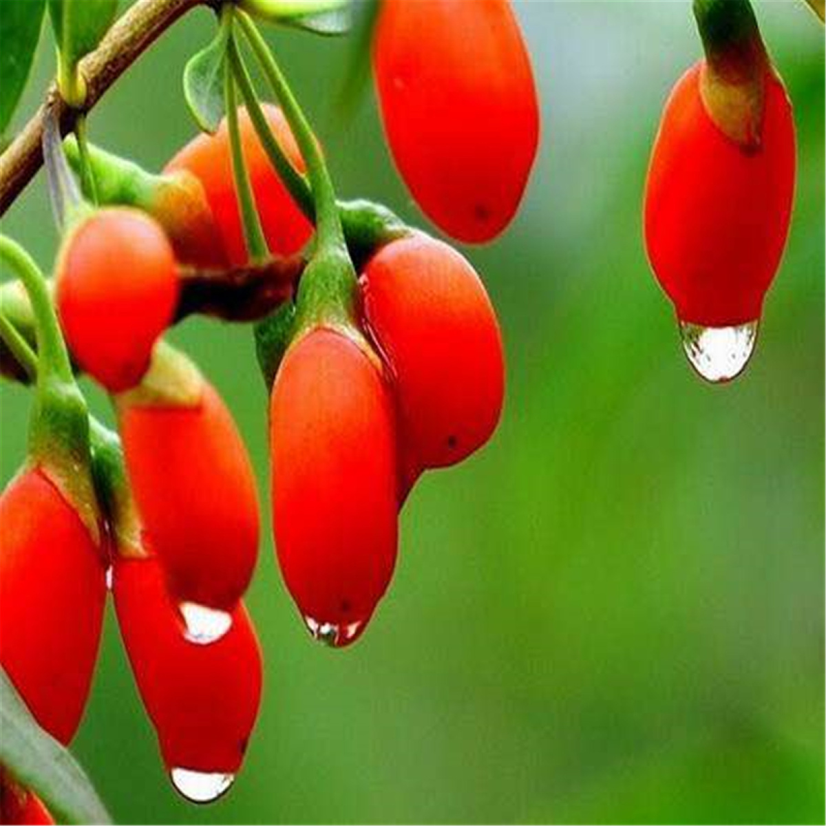 天然枸杞绿色有机好在天然贵在有机出身不枸同自然大不同强身健体之道