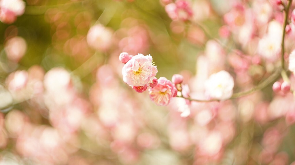 繁花似锦