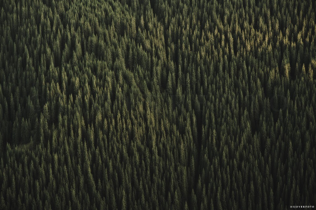Forest II