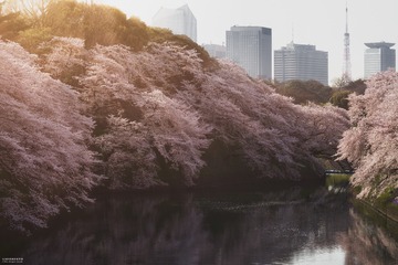 Sakura, Tokyo, 20160406