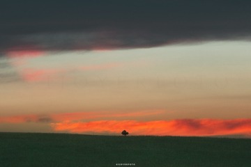 A Tree, Xinjiang, 20160805