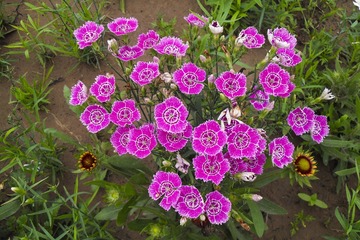 SAM_3608aa