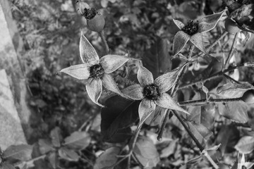 SAM_3945a