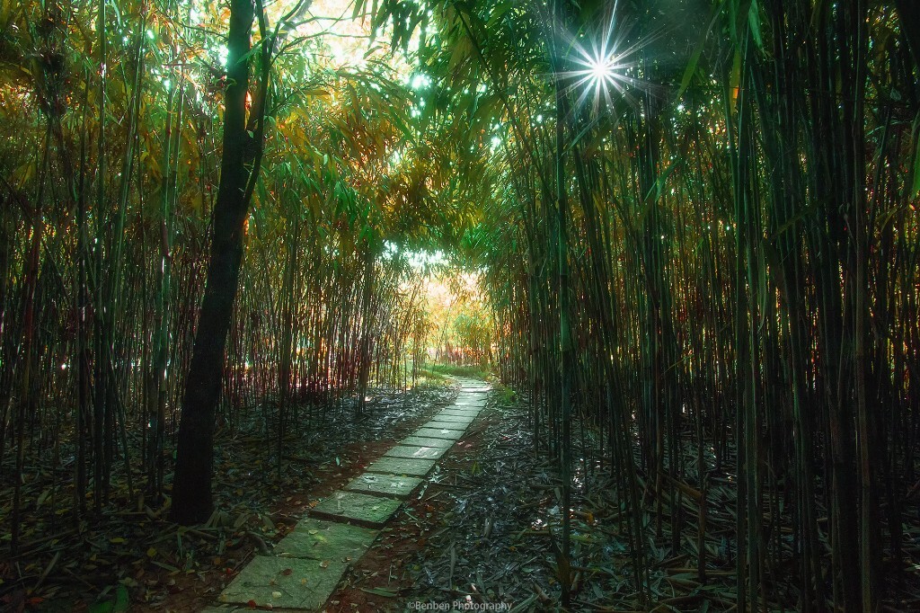 三垟湿地公园竹林里的一米阳光...