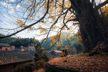 秋杏