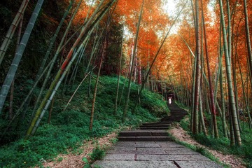When you cross that bamboo forest