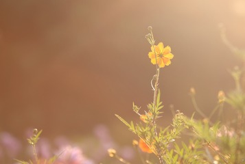 格桑花