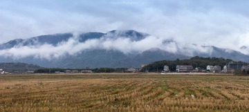 希望的田野