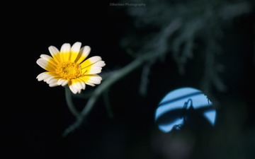 花前月下