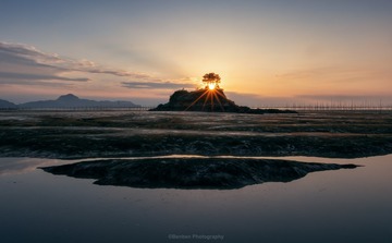 海上明星树