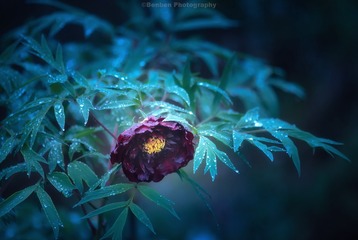 黑牡丹