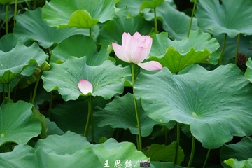 4EF38F33-6160-4C47-89BD-5E2F2B8B67F1/L0/001
