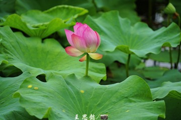 5B886049-DB32-4542-806E-2465FAC53BC8/L0/001