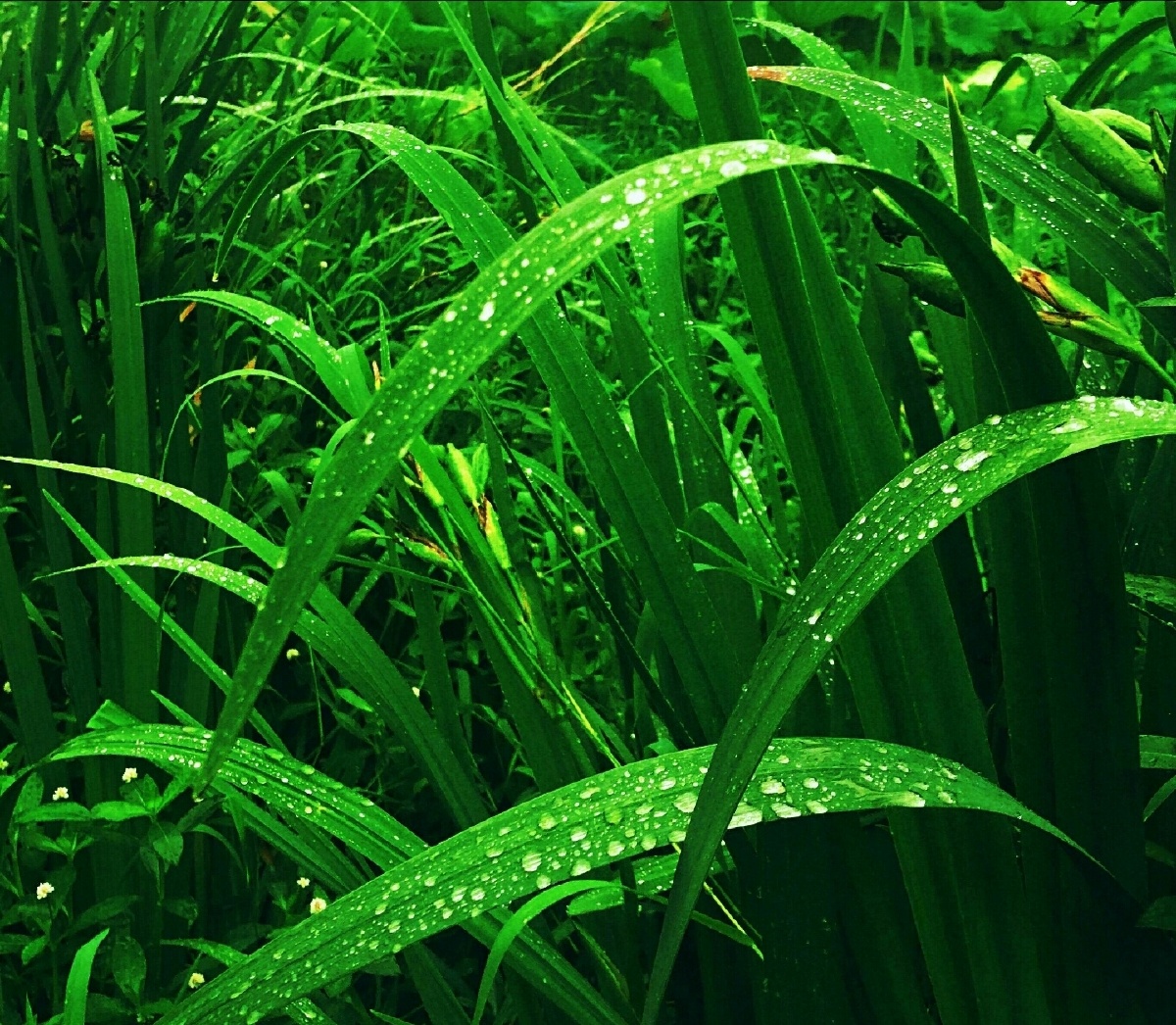 浅夏的一抹绿清新清爽