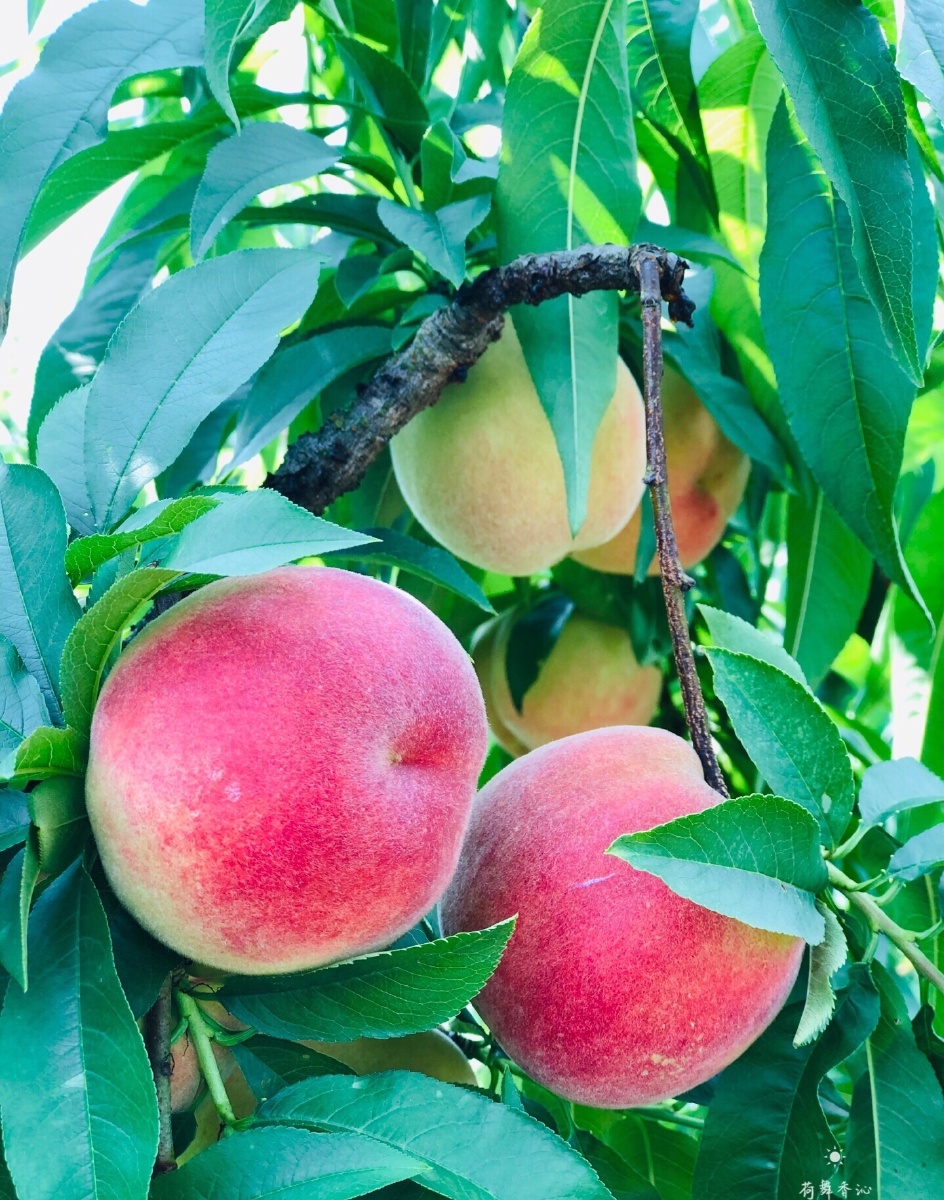 满园的桃子硕果累累