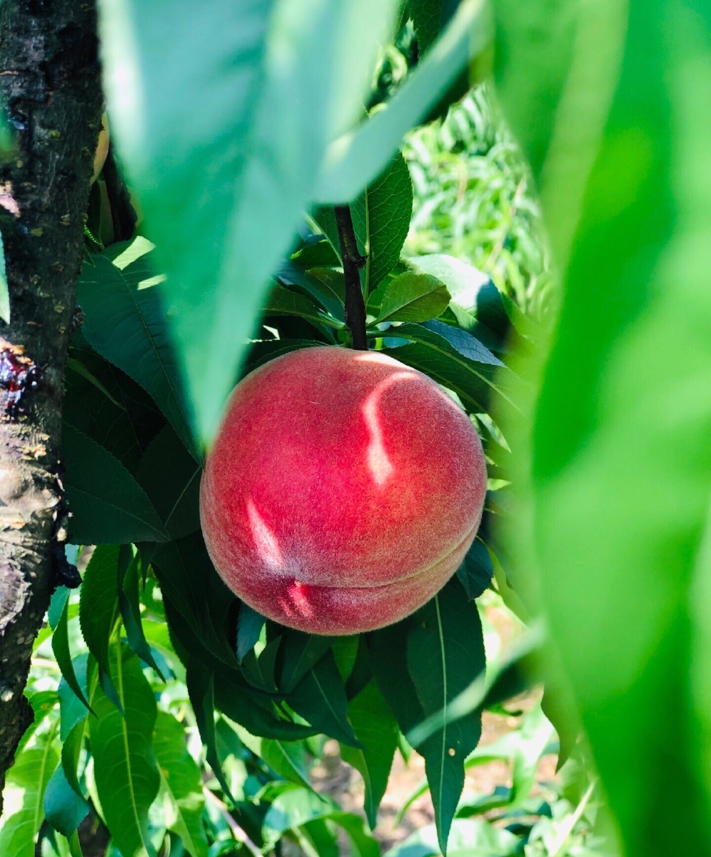 满园的桃子硕果累累