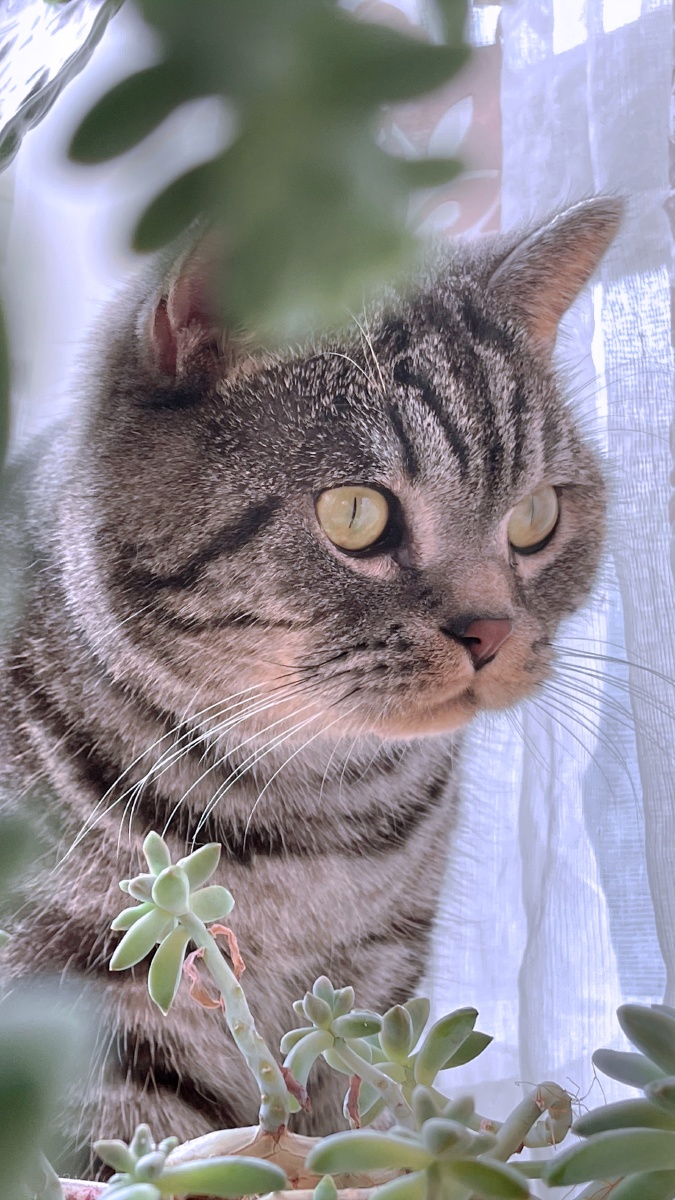 喵喵的日常随手拍