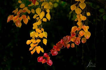 _DSC6237-1