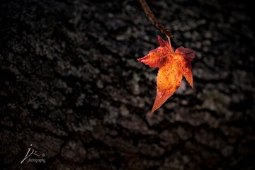 _DSC6410-1