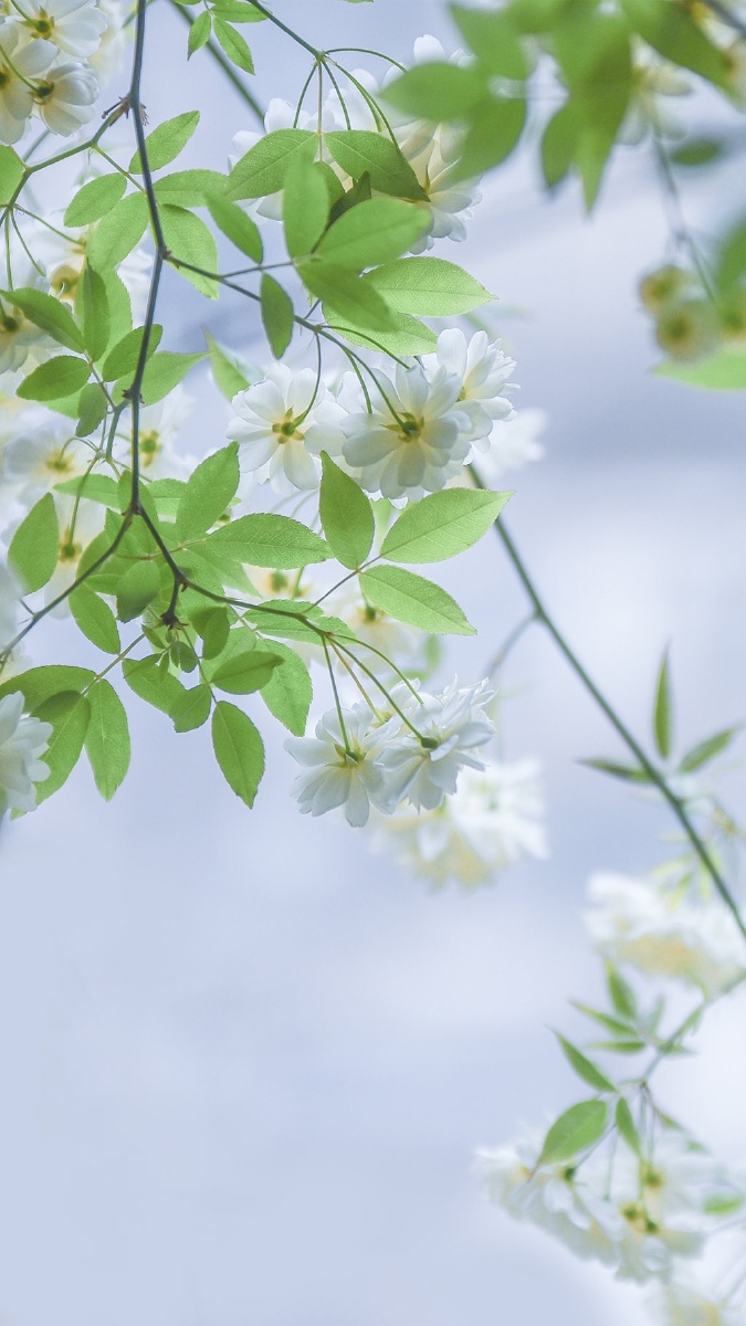 春末夏至看尽繁华独享清雅