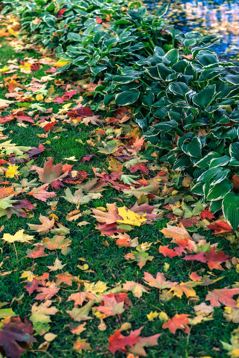 五彩斑斓的初秋落叶，风情万种的赫尔辛基。
