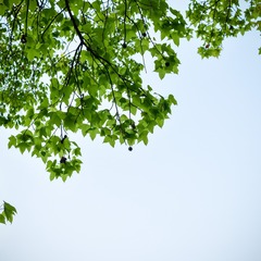 wuhan-0881