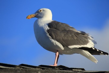 2014-11-23_Monterey_0539
