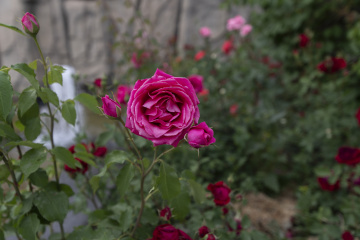 _DSC0106