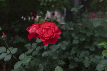 _DSC0109