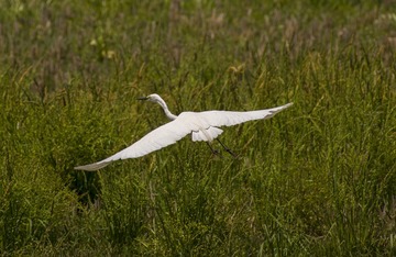 _DSC3425-1