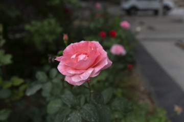 _DSC0108
