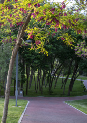_DSC0005