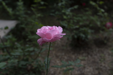 _DSC0111