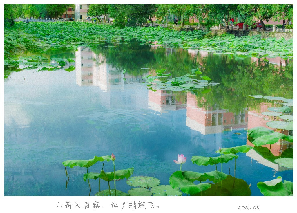 小荷尖角露，但少蜻蜓飞