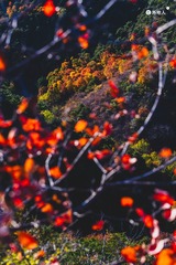 1000051513