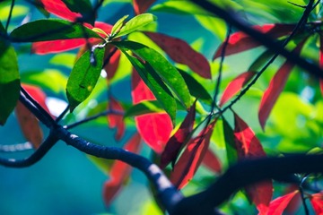 2015-05-01 70-200mm F2.8 G 70-200mm F2.8 G008