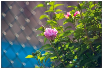 2015-06-26 70-200mm F2.8 G 70-200mm F2.8 G14