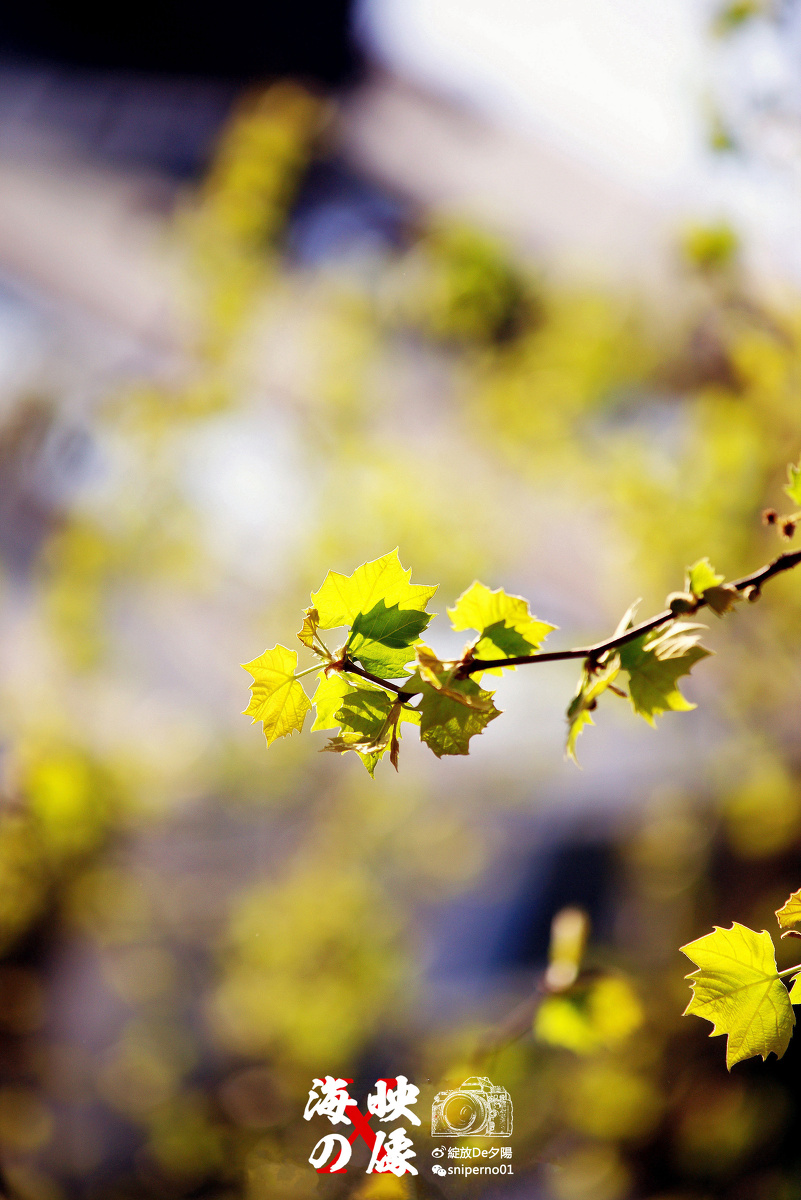第1届繁花摄影奖