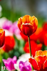 4F0CC297-5A6D-4504-9EB8-4F64AB2AF829/L0/001