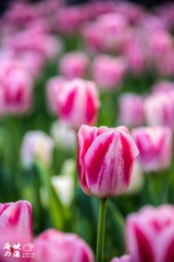 1B57E362-9349-45E1-A63C-43AFD63C200F/L0/001