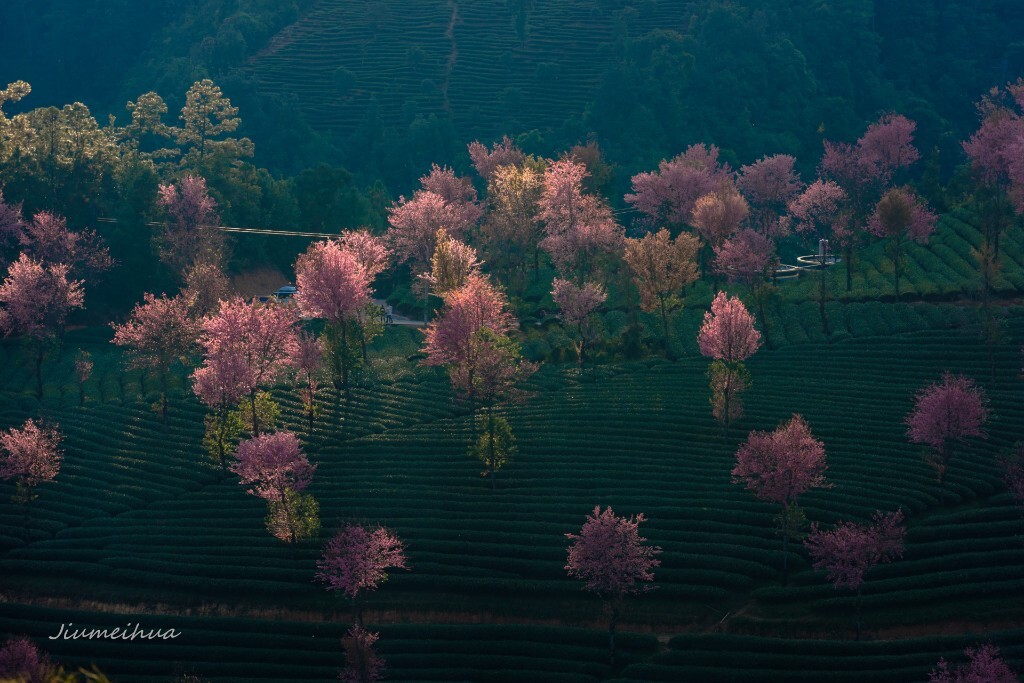 无量山 樱花谷 2014,12,5。快门开启