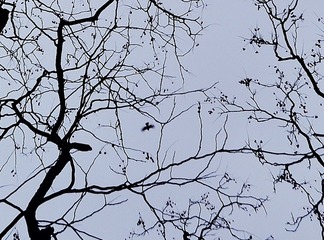DSC_3455f